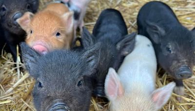 The delightful Essex farm a 'piggie paradise' where you can cuddle micropigs and pygmy goats