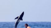 Great White Shark Leaps Out of Water Behind Surfer in Stunning Photo