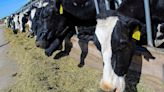 Utah dairy producers prepare for possible bird flu cases