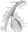 Conjunctiva