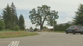 A 400-year-old oak tree is causing tension in Tumwater