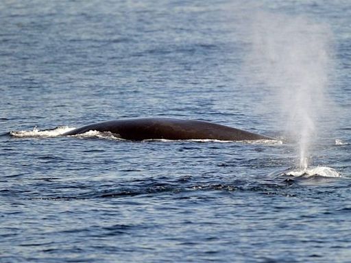 Japan shows first commercial fin whale catch in 48 years