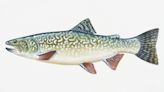 Michigan DNR wants help tracking hybrid splake fish in Lake Superior