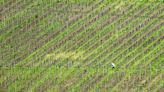 "Ampel" einigt sich auf Entlastungen für Landwirte - Bauernverband unzufrieden