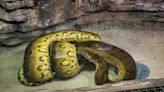 The Milwaukee County Zoo's new 15-foot anaconda is its longest snake ever