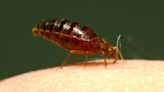 Pest control firms report being ‘inundated’ with calls about bedbugs