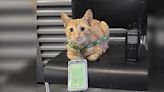 Hard-Working Cat Visits Train Station Every Day To Assist During Rush Hour