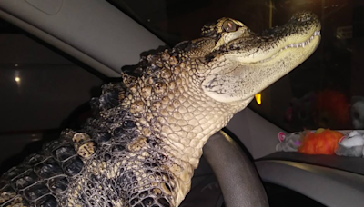 Concerns Mount Over Emotional Support Gator: Troubling Updates Emerge