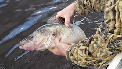 DNR shares fishy facts in advance of Minnesota Fishing Opener