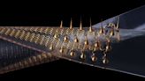 Sea slugs inspire highly stretchable biomedical sensor