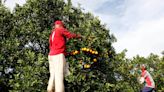 Brazil's orange output to hit over 30-year low on disease, weather