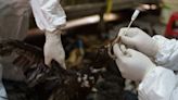 The Disease Detectives Trying to Keep the World Safe From Bird Flu