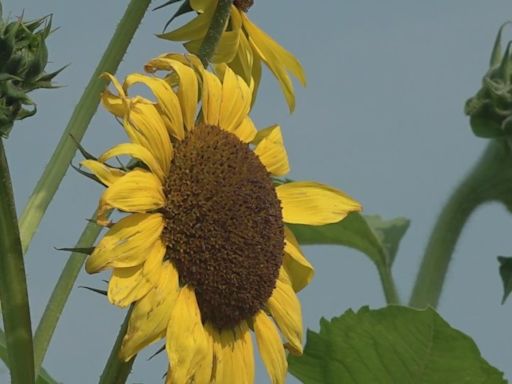 Sunflower experience returning to Eckert’s farm