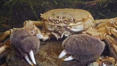 Espécie de caranguejos gigantes com 'patas de pelúcia' invadem o Reino Unido e geram alerta