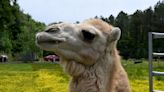 Funny Farm Petting Zoo expands in Berlin with alpacas, camels and yes, even a zonkey