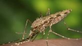 West Nile virus activity high in two Sacramento neighborhoods. Where are the mosquitoes?