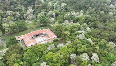 影》苗栗客家大院桐花綻放 空拍俯瞰絕美仙境景致