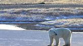 As polar bears enter peak feeding season, experts offer tips on how to avoid meeting them in the wild