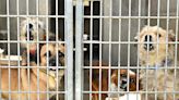 L.A. council committee backs moratorium on dog breeding licenses