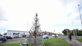 ‘Dead’ Christmas tree put up by council angers residents