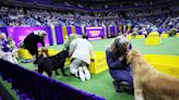 Two Arizona chihuahuas win big at Westminster