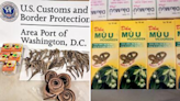 Traveler stopped at Dulles airport with 77 dry seahorses, 5 dead snakes