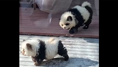 Zoológico chino pinta perros para hacerlos pasar como pandas: "Viene mucha gente a visitarlos"