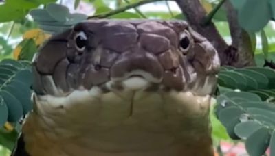 Watch: Giant king cobra spotted in Karnataka rescued, video goes viral on social media