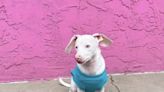 Piglet is the deaf-blind pink puppy named for his pink hue