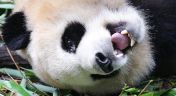 45. Know My Name; Giant Panda