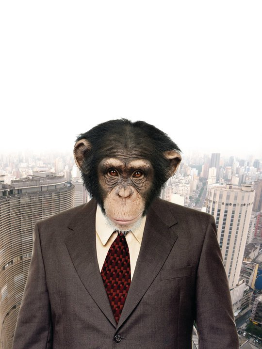 monkey-in-a-suit.jpg