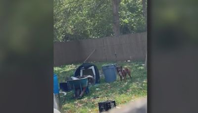 Neighbors fear for dog’s safety, call out animal control after ‘disturbing’ video