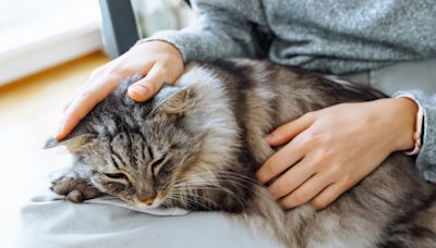 Disabled Maine Coon Cat Doesn't Let His Head Injury Keep Him From the Good Life