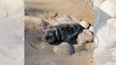 Entangled seal rescued from remote Block Island beach