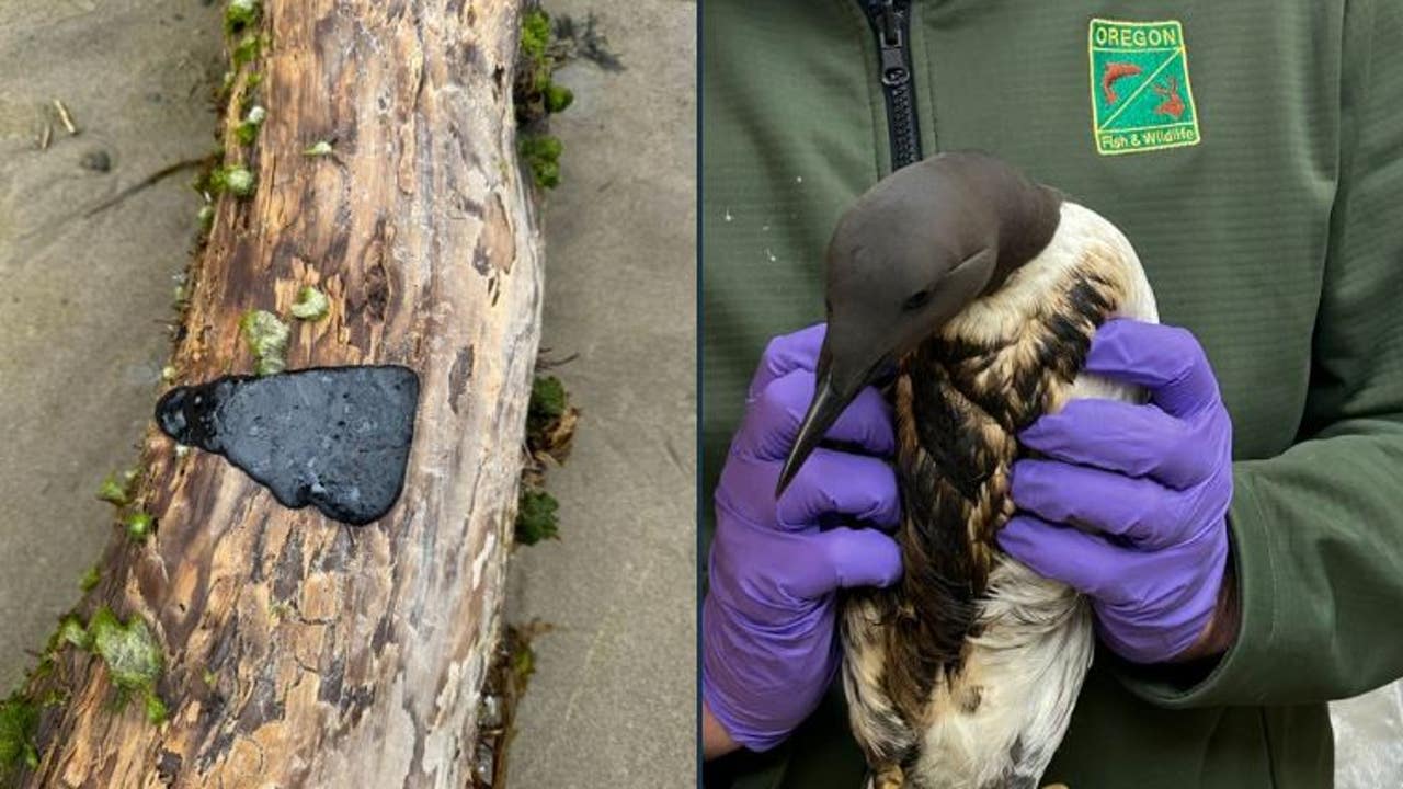 Tar-like substance harming birds along WA, OR coasts