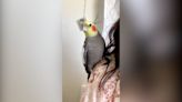 'Partying' cockatiel whistles chart songs after being rescued by family