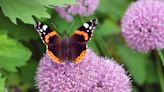 5 plants that attract butterflies and other pollinators to your yard