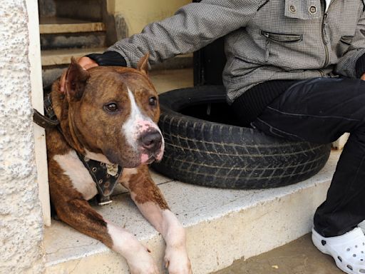 Estas son las recomendaciones para evitar tragedias entre perros y niños, según expertos