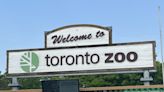 Toronto Zoo is the latest public institution hit by cybersecurity attack. Here's what it means for you