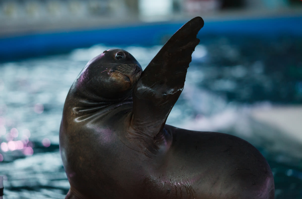 Sea Lion Hams It up for the Camera and Gives Reporter ‘Sloppy’ Kisses on Air