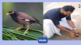 Viral video shows Kerala man reviving myna with CPR, bird soars again