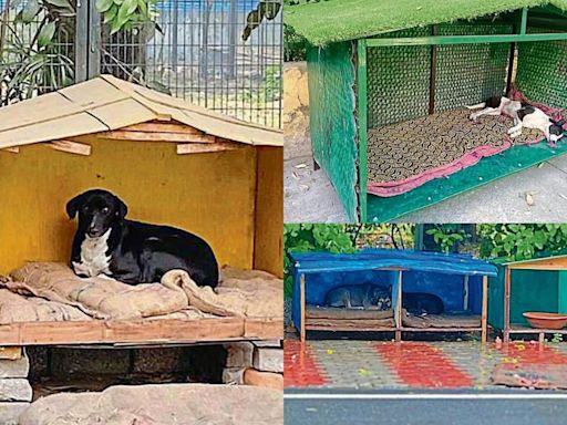 Delhi monsoon: Youngsters in Delhi NCR make shelters for stray dogs