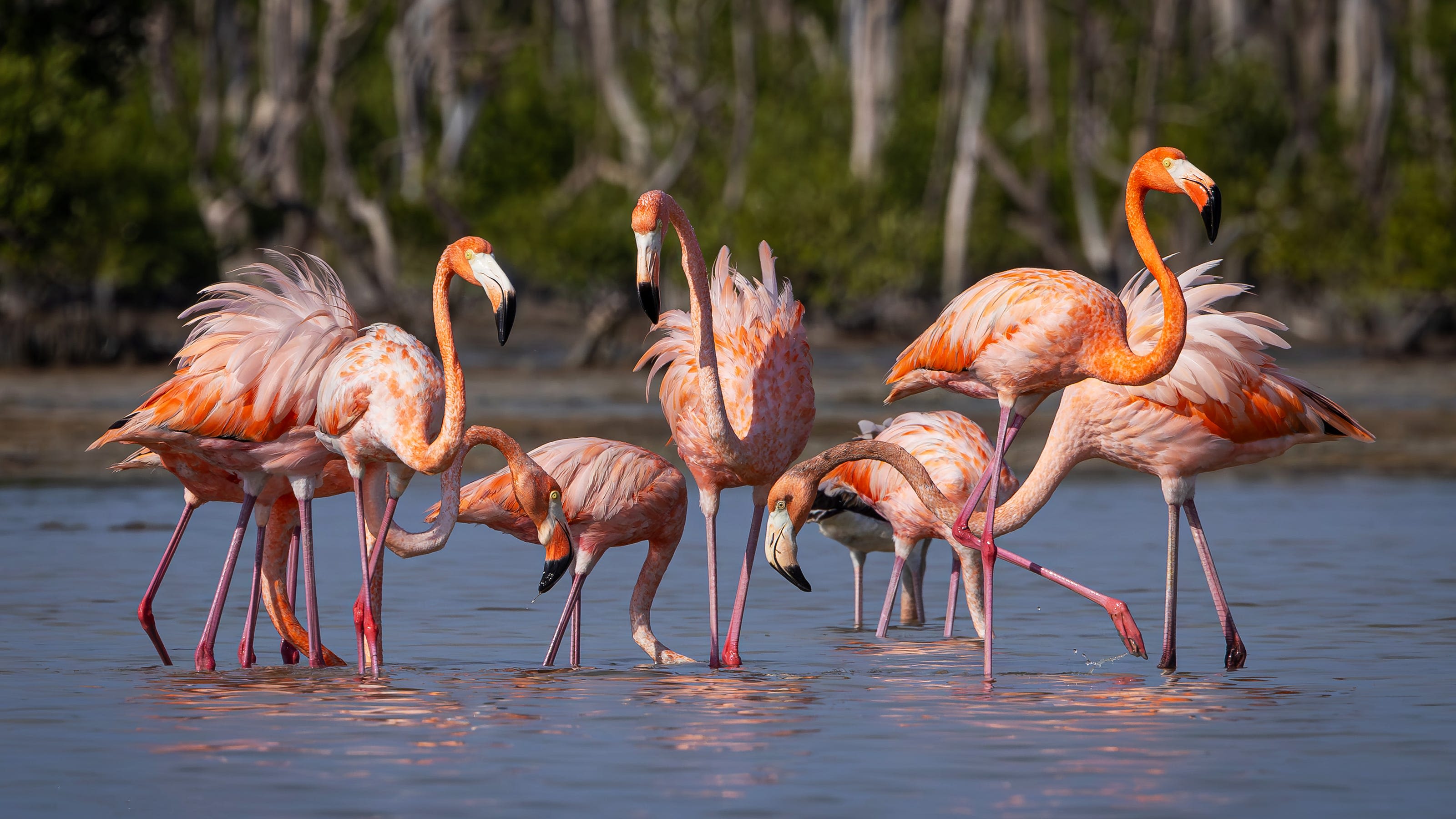 Are flamingos native to Florida? Here’s where you could see one in the wild