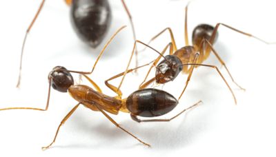 Ants amputate legs in order to ensure survival – study