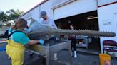 Scientists Stumped Why Sawfish Are Behaving Bizarrely And Dying In Florida