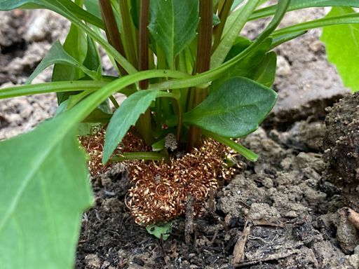 I tested the viral copper scourer slug hack in my flowerbed and couldn't believe the results