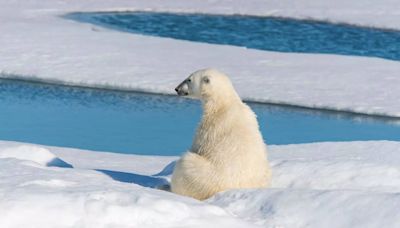 ​10 interesting facts about polar bears​