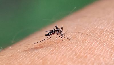 Tips to prevent mosquito bites as West Nile virus found in Clark County