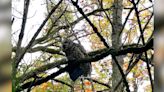 Hats off to this young owl that stole cap off jogger's head