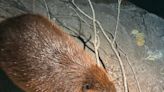 Wonders of Wildlife seeks community feedback on naming two new beaver brothers